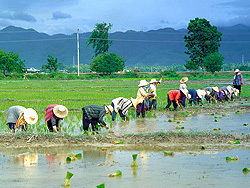 Rice planters enjoy a tough day's sweaty graft