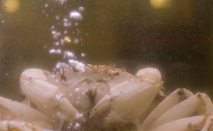 Sea Treasure
