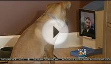 Online Video Chat With Your Dog